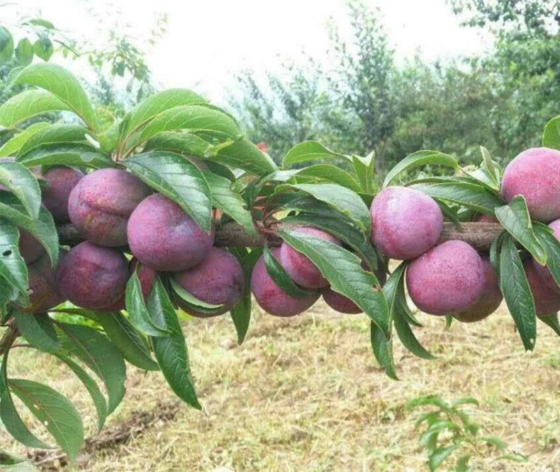 重慶李子苗基地