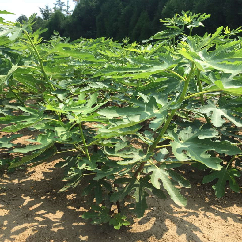 無花果樹苗支持貨到付款