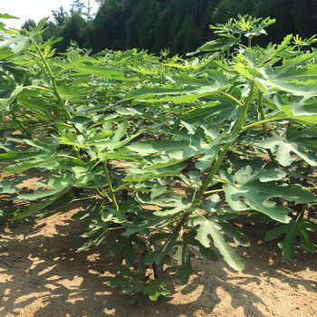 中國紫王無花果苗品種有保障