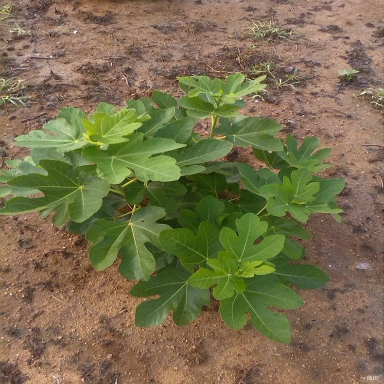 三年無花果苗價格