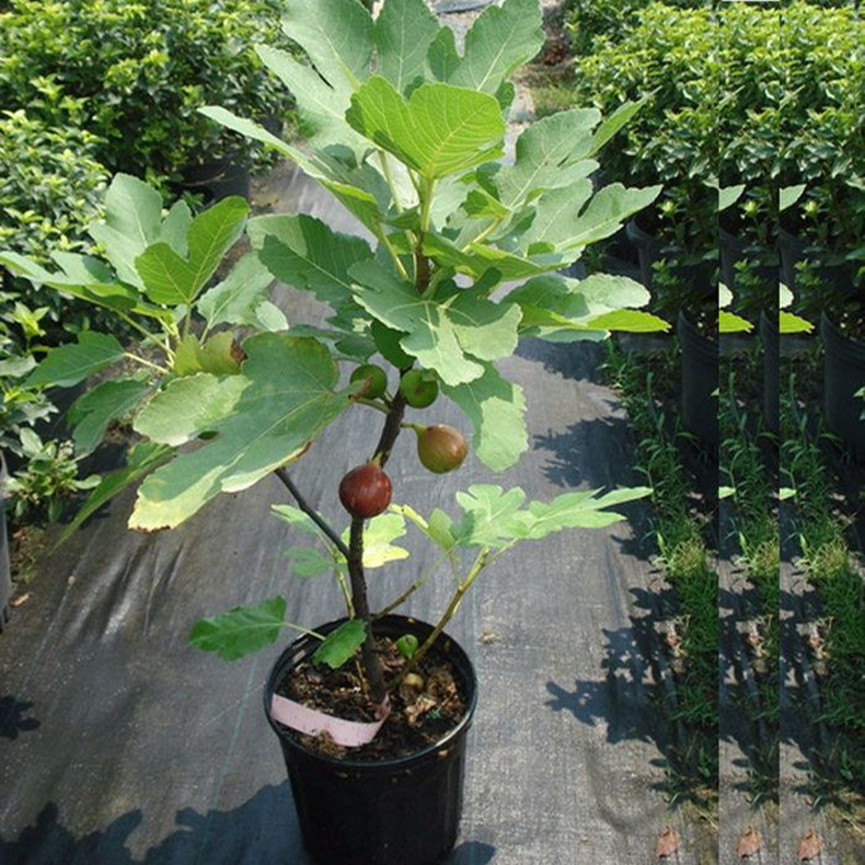 無花果苗品種