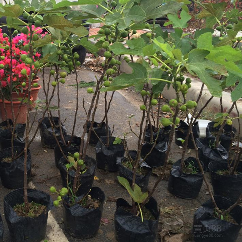 無花果樹苗什么時(shí)候種
