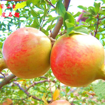 長(zhǎng)葛石榴苗果實(shí)大小、長(zhǎng)葛石榴苗苗圃