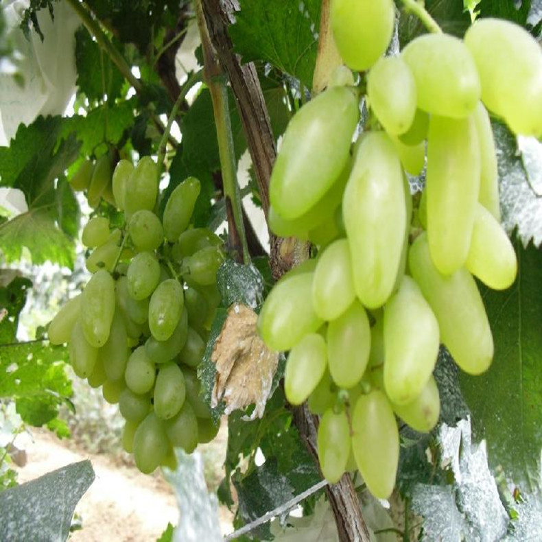 临夏葡萄苗基地、临夏葡萄苗种植技术