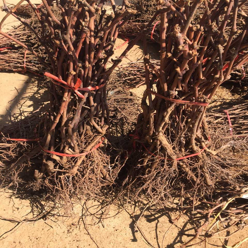 临夏葡萄苗基地、临夏葡萄苗种植技术