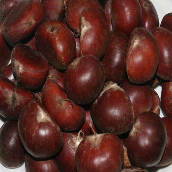 盆栽藍(lán)鳥藍(lán)莓苗價(jià)格是多少