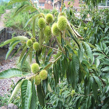 艾克塔藍(lán)莓苗價(jià)格