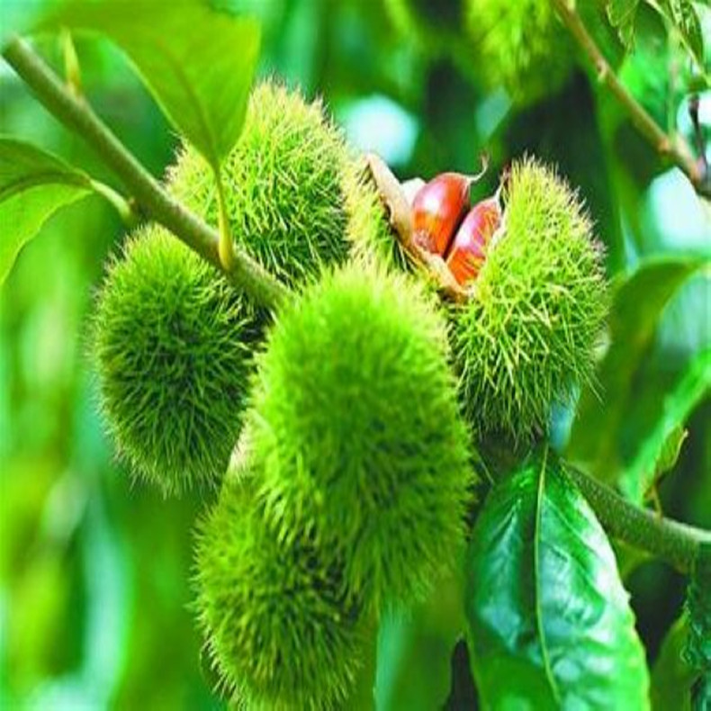 蘋果樹苗