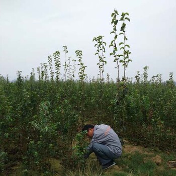 哪里有賣庫爾勒香梨樹苗的