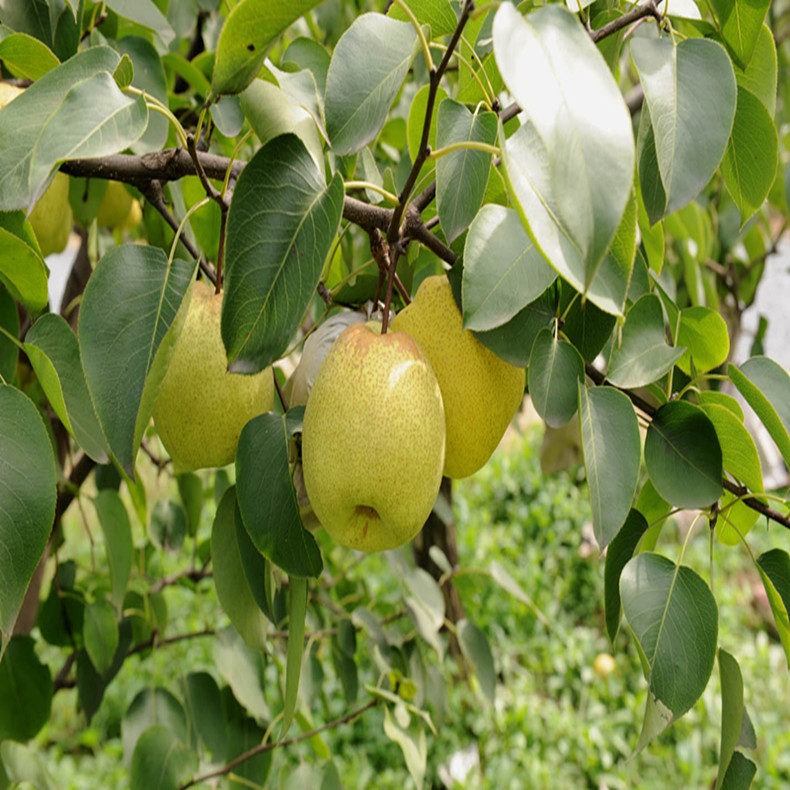 玉皇梨樹(shù)苗基地