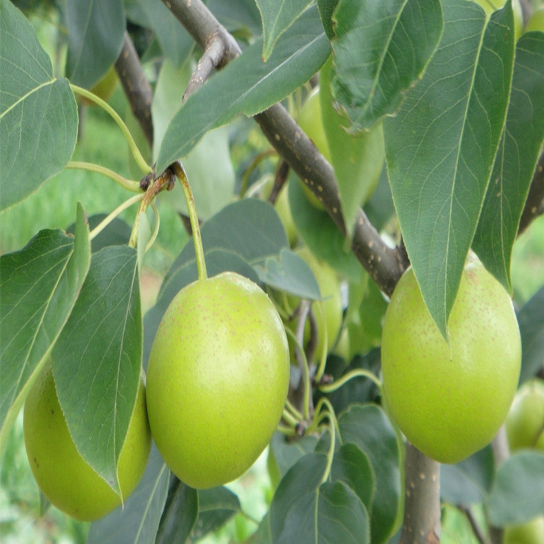 珍宝香梨树苗基地