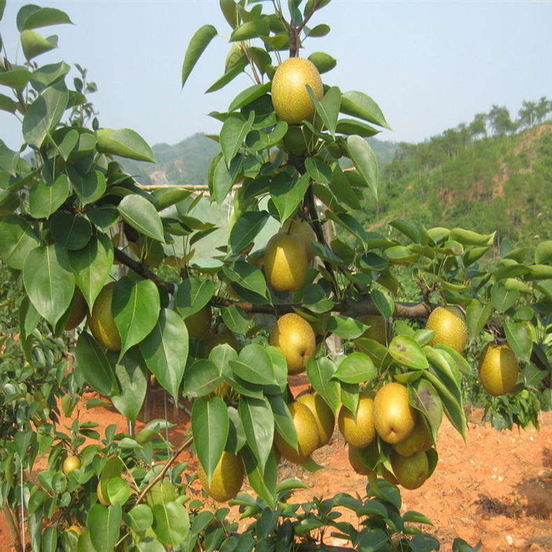 碭山梨樹(shù)苗