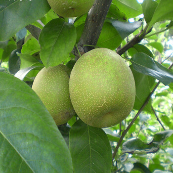 梨樹(shù)苗哪里有二宮白梨樹(shù)苗