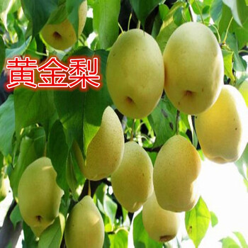 幸水梨梨樹苗新品種價格