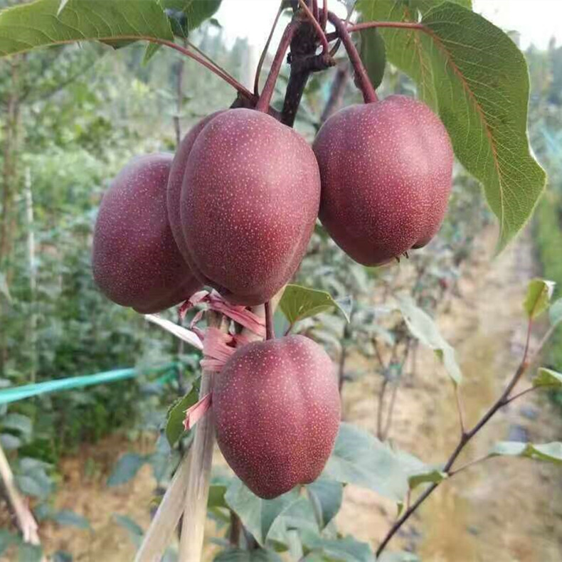 紅啤梨樹(shù)苗基地