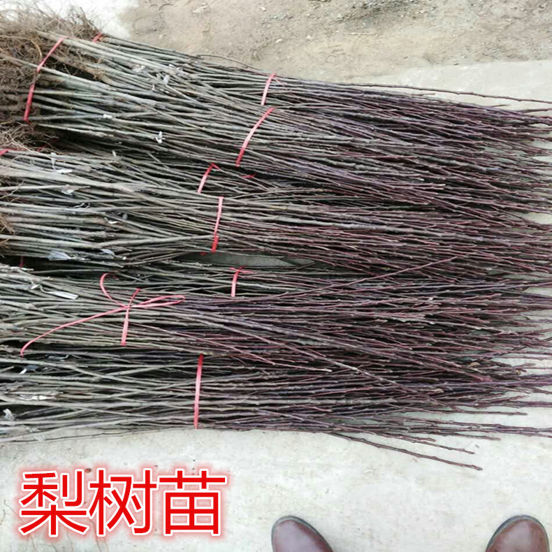開斯開德梨樹苗新品種價(jià)格