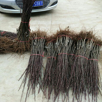 含香梨樹(shù)苗基地