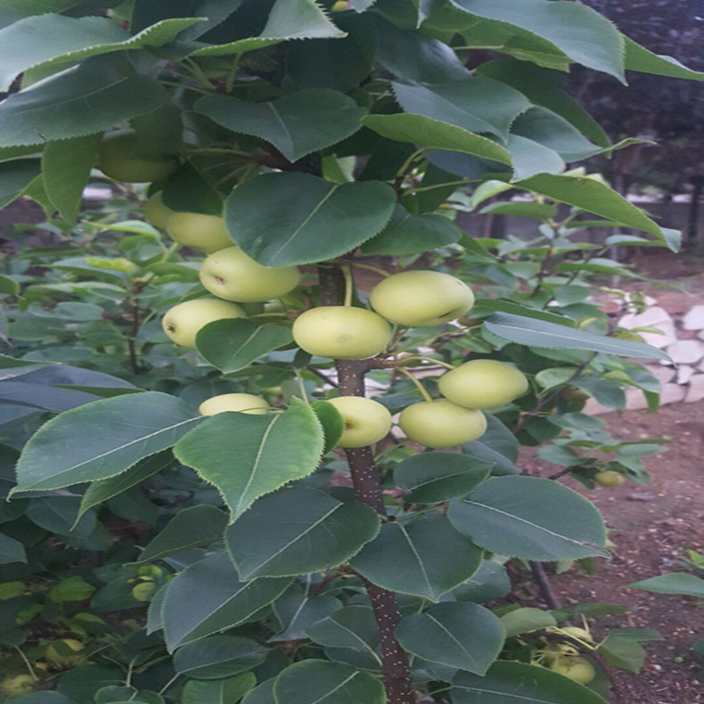 梨樹苗供應(yīng)