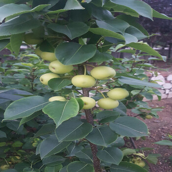 幸水梨梨樹苗基地