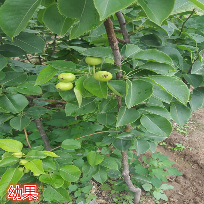 翠冠梨樹苗新品種價格