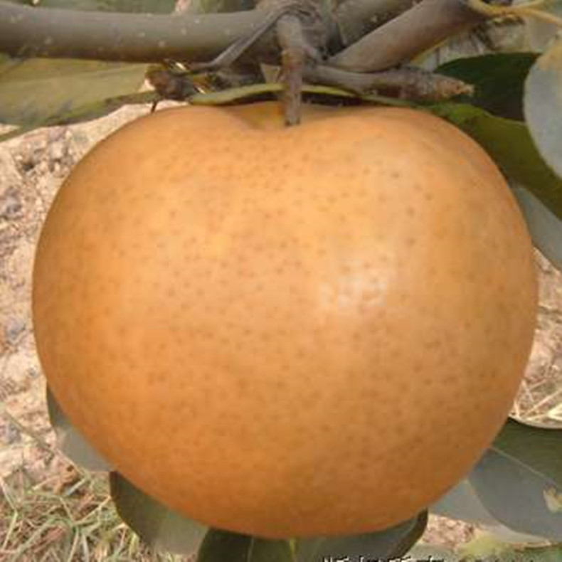 華山梨樹(shù)苗基地