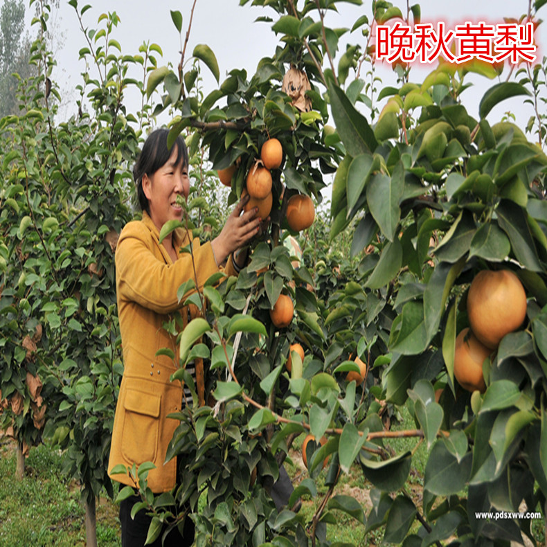 開斯開德梨樹苗新品種價(jià)格