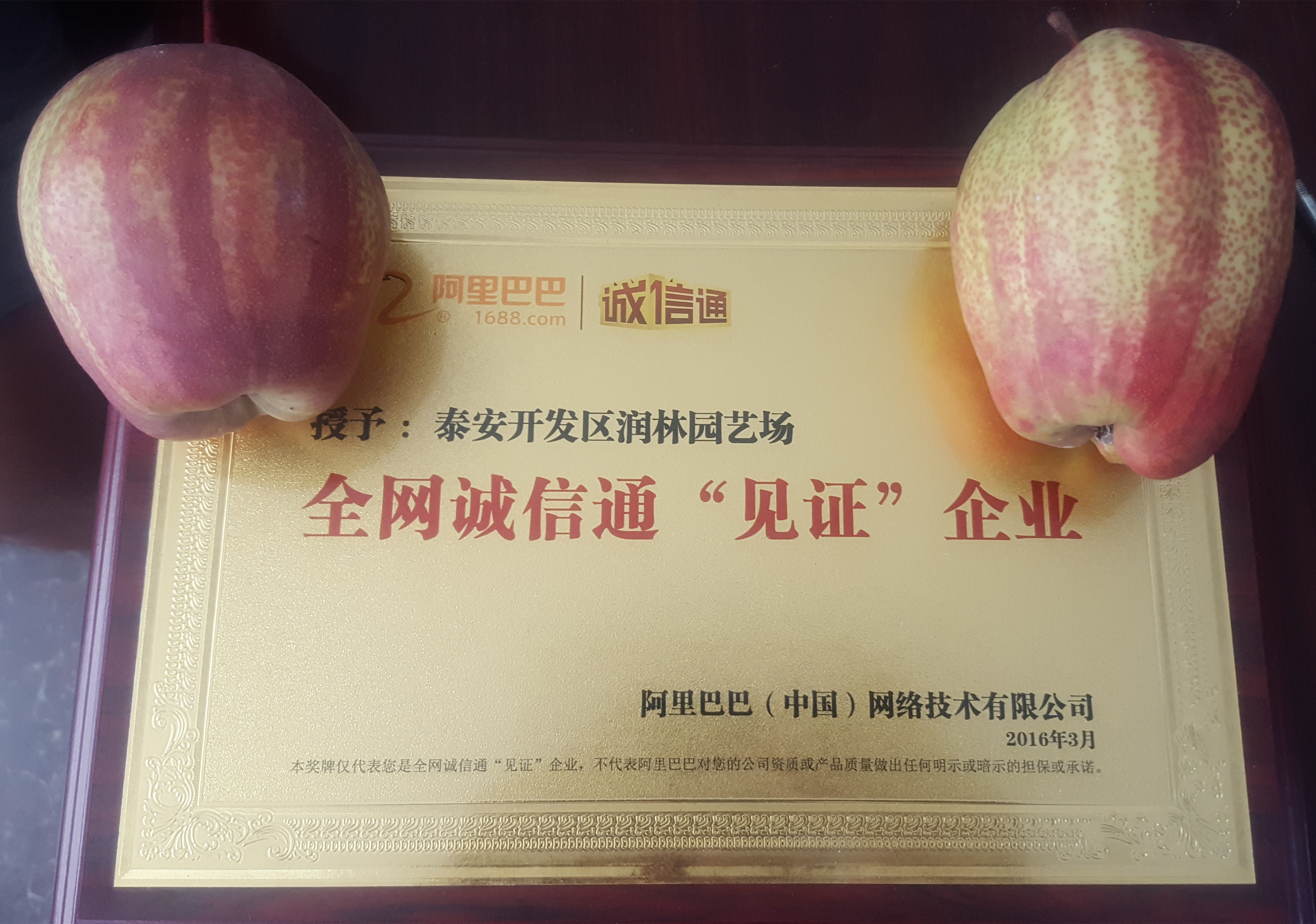 梨樹苗占地苗