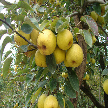 梨樹(shù)苗價(jià)格紅安久梨樹(shù)苗