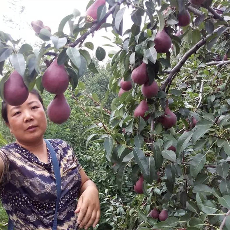 早白蜜梨樹苗基地