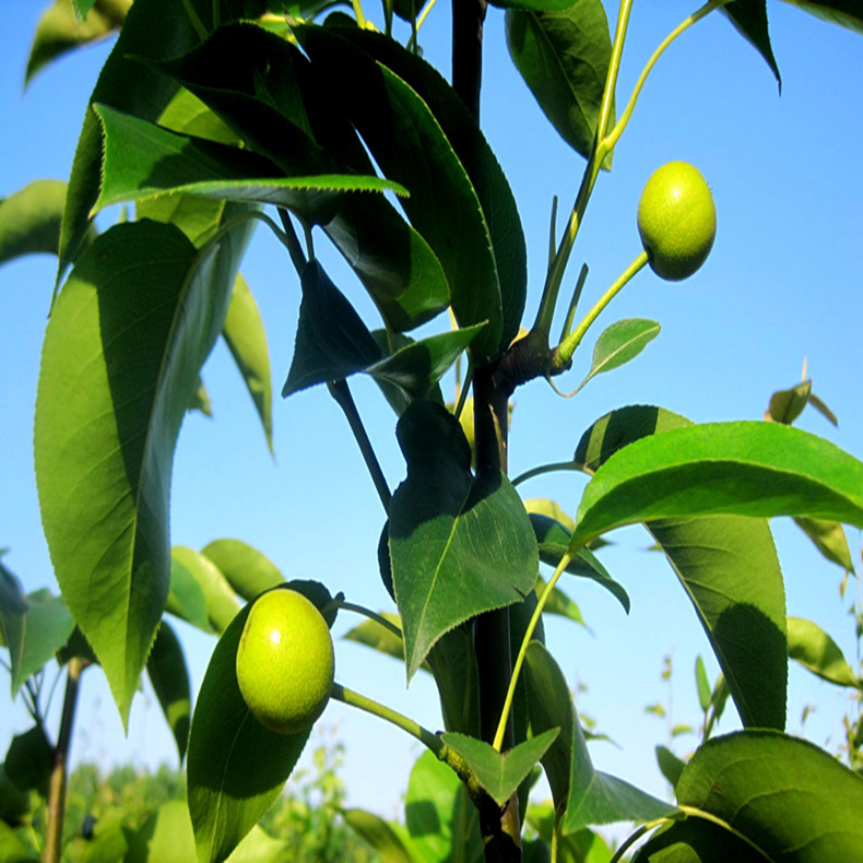 紅啤梨樹(shù)苗基地