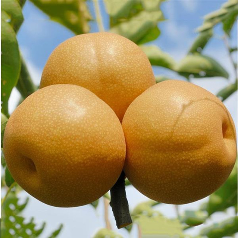 紅香酥梨樹(shù)苗新品種價(jià)格