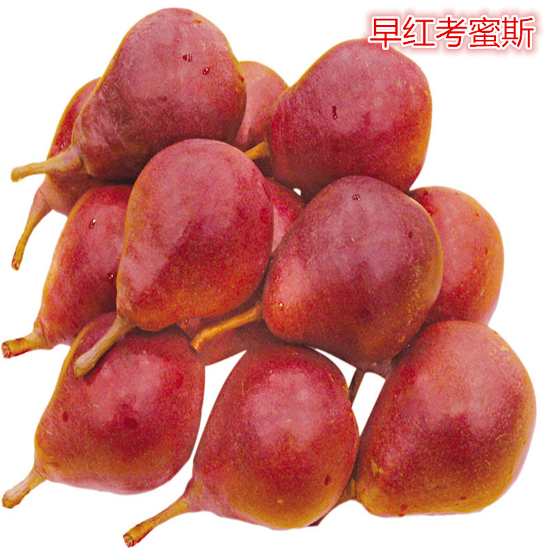 梨樹苗基地黃冠梨樹苗