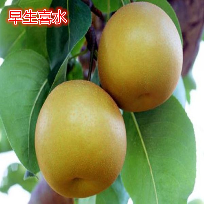 新梨7號梨樹苗基地