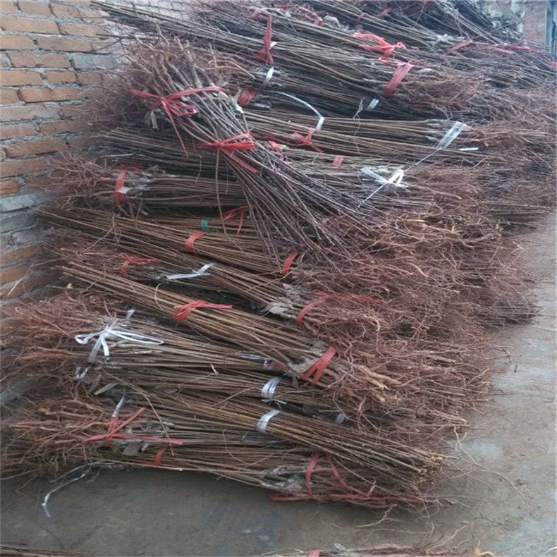 早紅李子苗價(jià)格