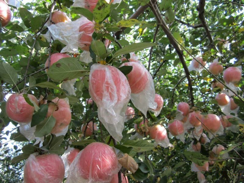 豐產(chǎn)貴人果蘋果苗、耐寒貴人果蘋果樹(shù)苗新優(yōu)品種