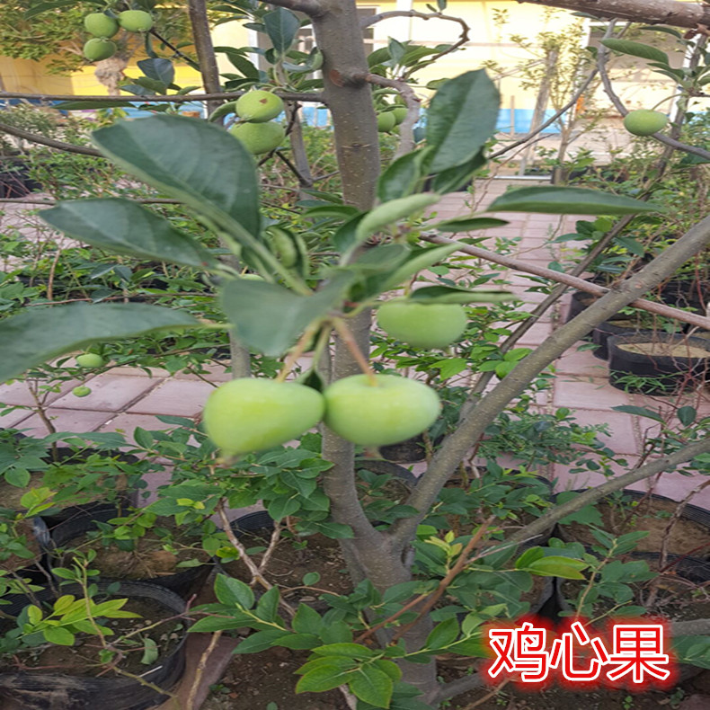 奧德賽紅肉蘋果苗1米以上報價