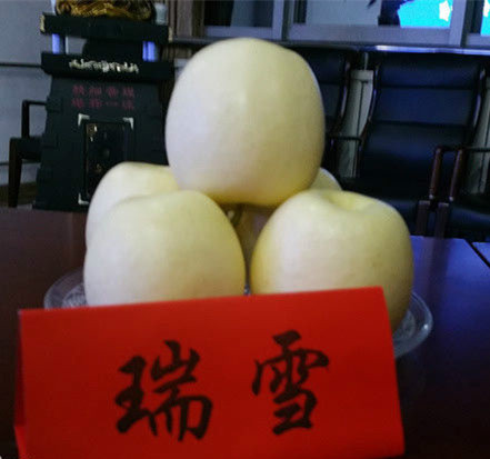 基地摩力斯蘋果苗、喬化摩力斯蘋果樹苗生產(chǎn)廠家