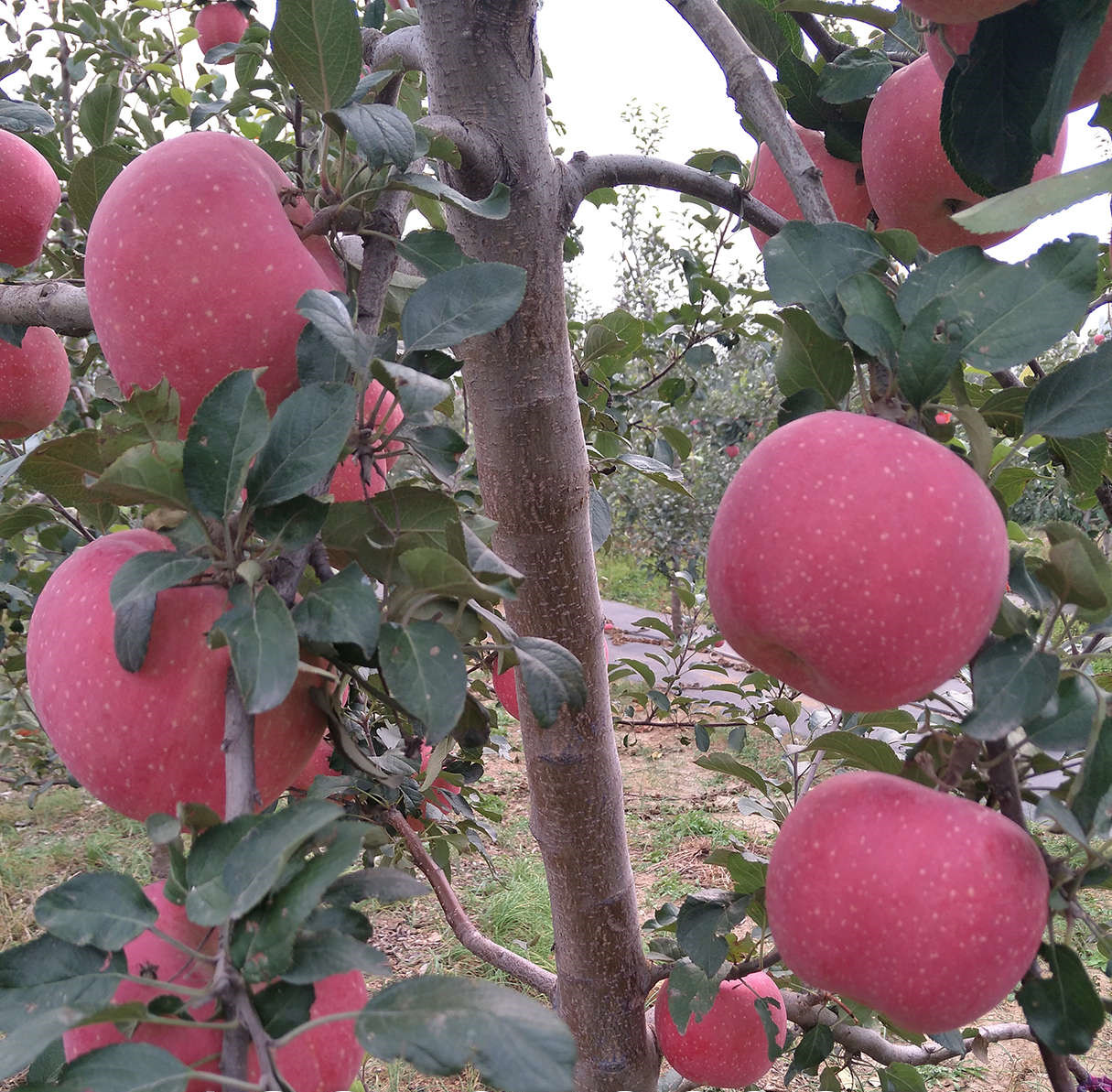 成熟晚的華紅蘋果苗、耐儲(chǔ)存華紅蘋果樹苗報(bào)價(jià)