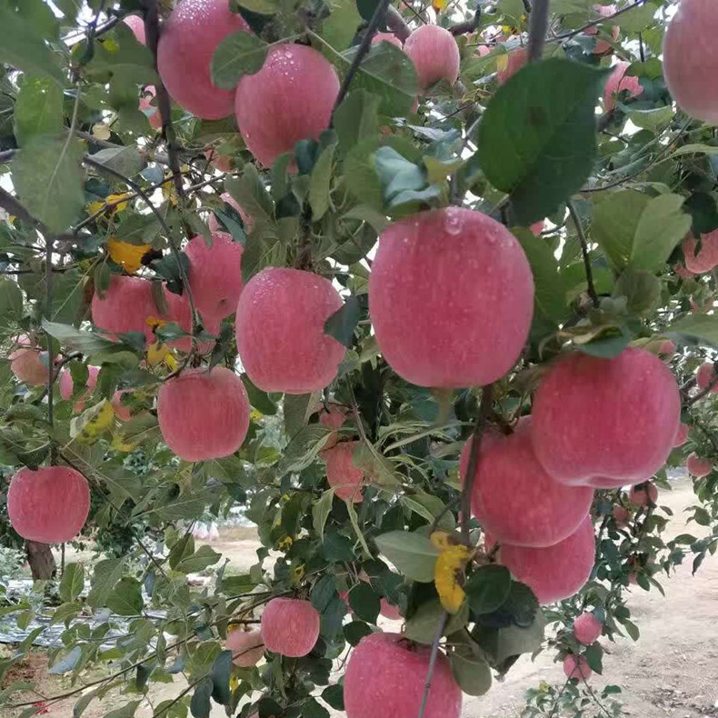 伏翠蘋(píng)果苗采購(gòu)