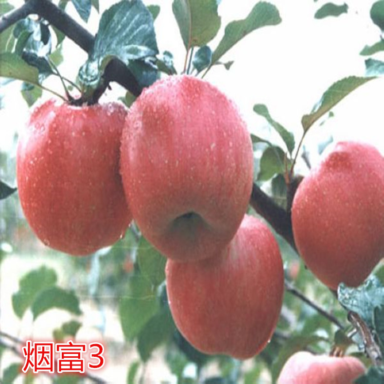 供應(yīng)煙富10號蘋果苗、矮化煙富10號蘋果樹苗品種介紹