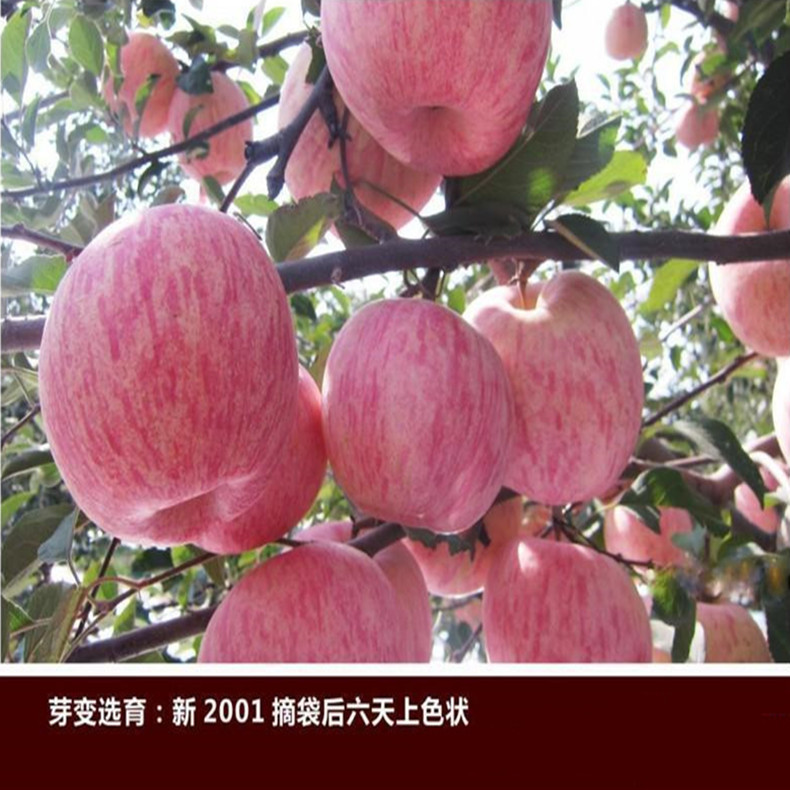 奧德賽紅肉蘋果苗1米以上報價