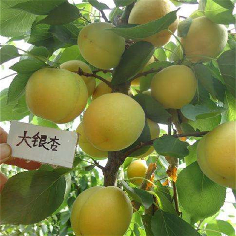 寶雞貴妃杏樹苗門市價、貴妃杏樹苗一畝地產(chǎn)量多少