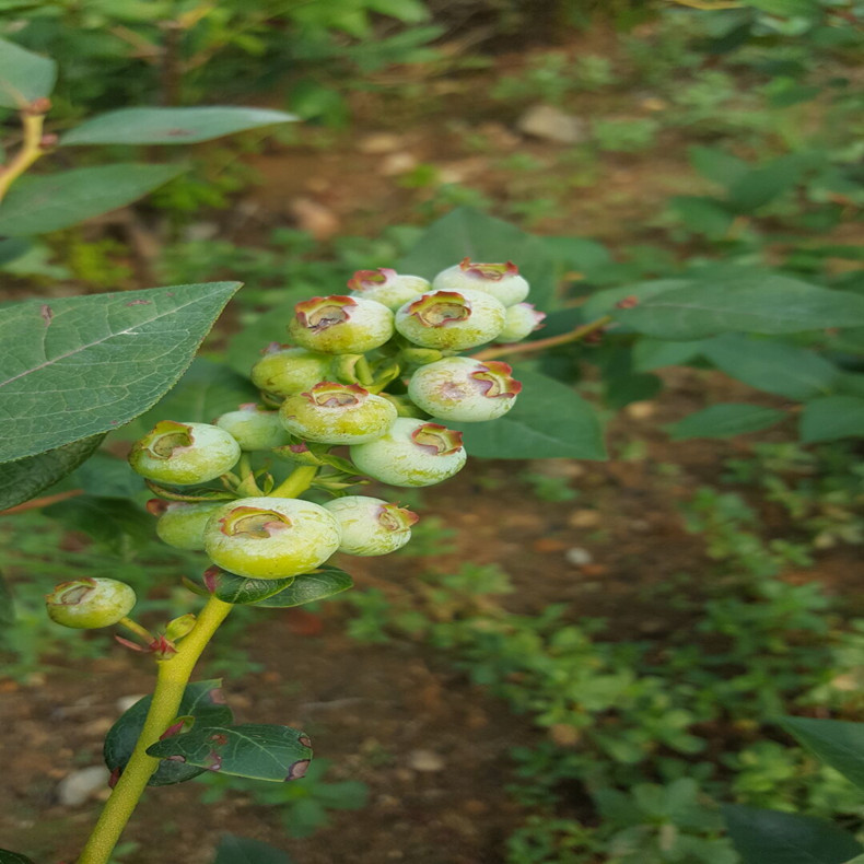 斯巴坦藍莓苗