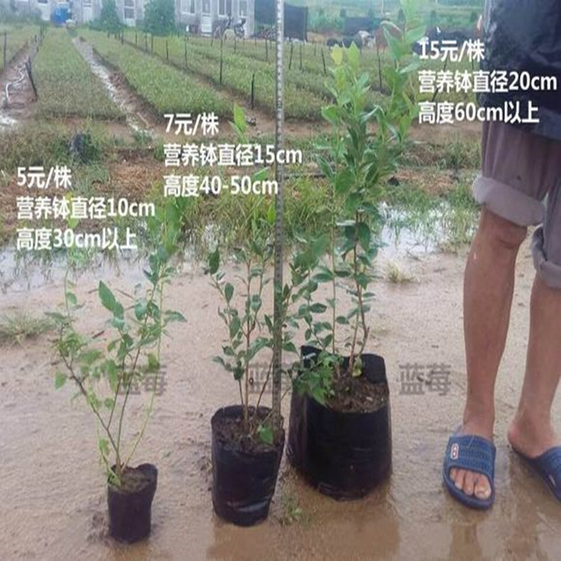 艾克塔藍莓苗價格