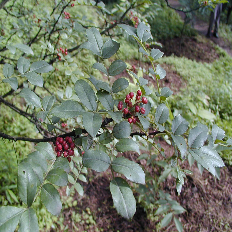 菏澤花椒苗報(bào)價(jià)、菏澤花椒苗市場(chǎng)價(jià)格