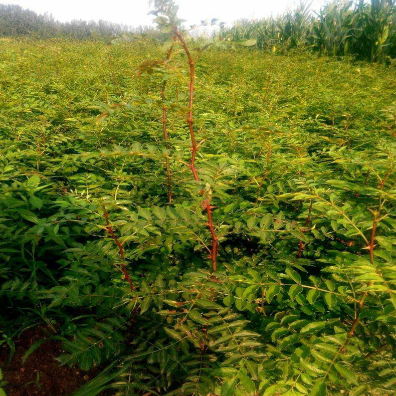 新疆克孜勒蘇柯爾克孜花椒苗2019行情、新疆克孜勒蘇柯爾克孜花椒苗多少錢