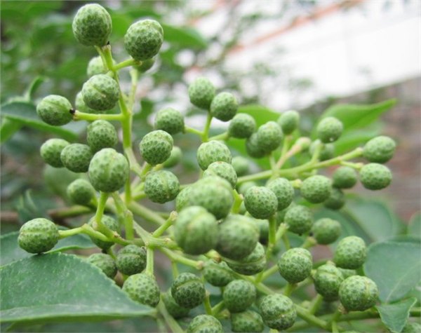 河南濮陽花椒苗多少起批、河南濮陽花椒苗哪里有賣的