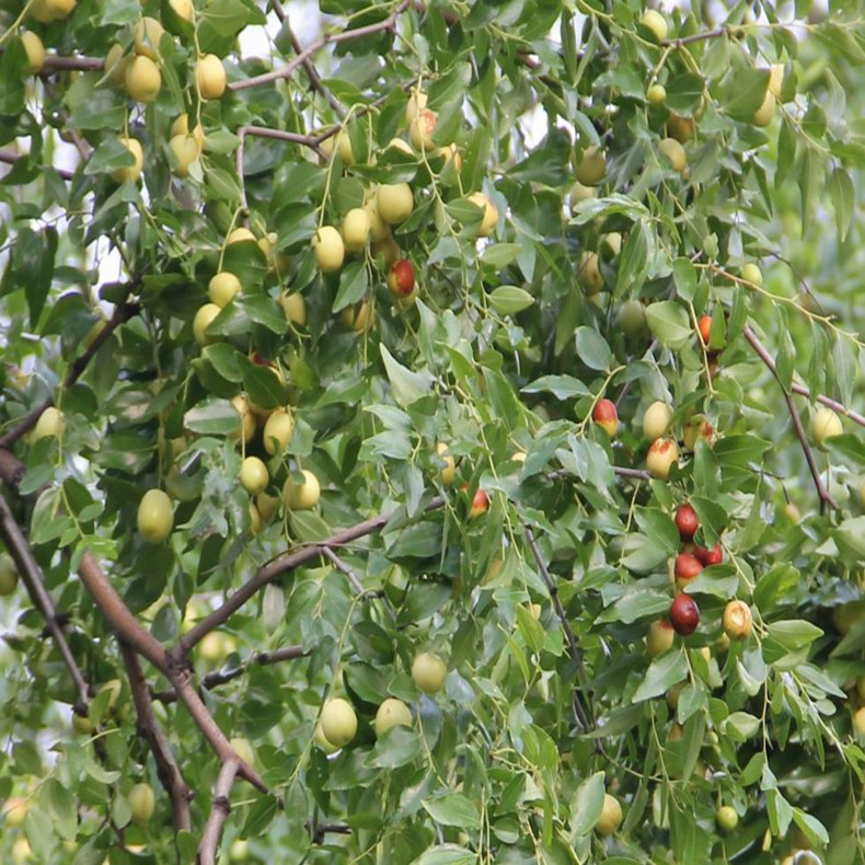 大王棗樹苗基地