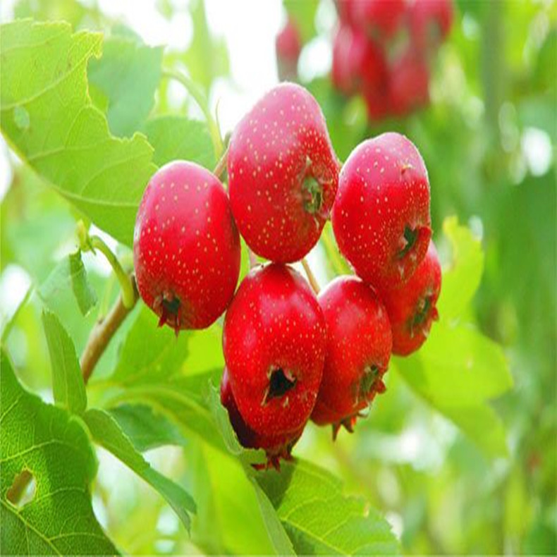 清香紅山楂苗供應(yīng)