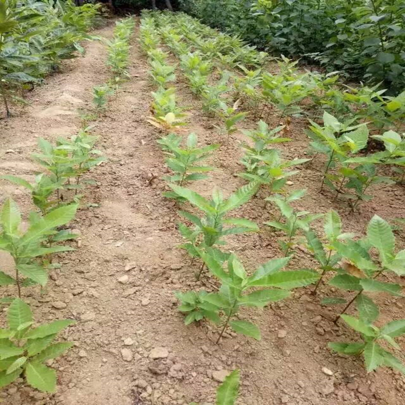 陜西咸陽0.7公分板栗苗基地